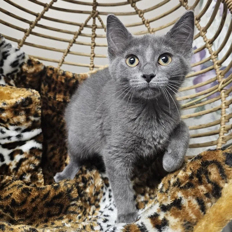 A baby small-sized male Gray / Blue / Silver Domestic Short Hair cat named Slate for adoption in Monroe, MI