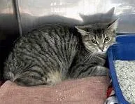 An adult medium-sized female Domestic Short Hair cat named Nidalee for adoption in Fishers, IN