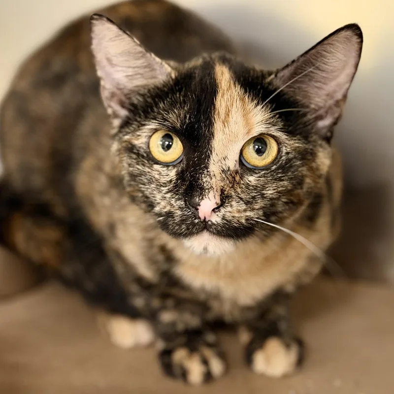 An adult medium-sized female Tortoiseshell Domestic Short Hair cat named Brooke for adoption in Jackson, NJ