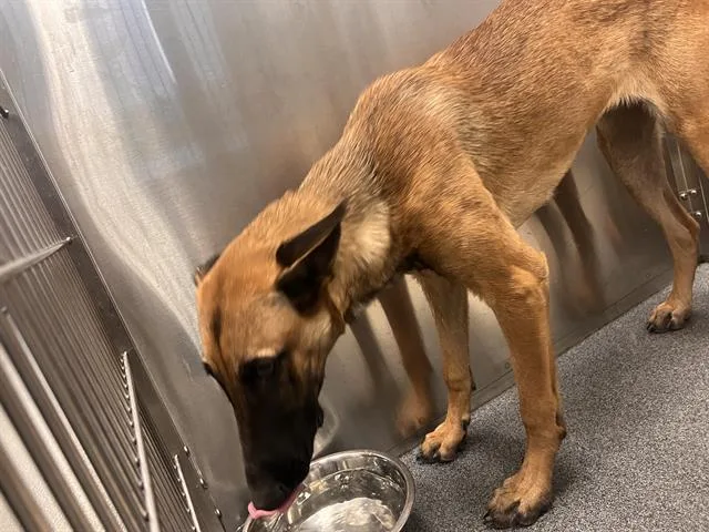 A young large-sized female Belgian Shepherd / Malinois dog named Lucy for adoption in Dallas, TX