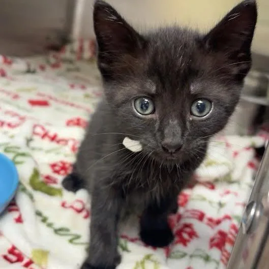 A baby small-sized male Black Domestic Short Hair cat named Franny for adoption in Blairsville, GA
