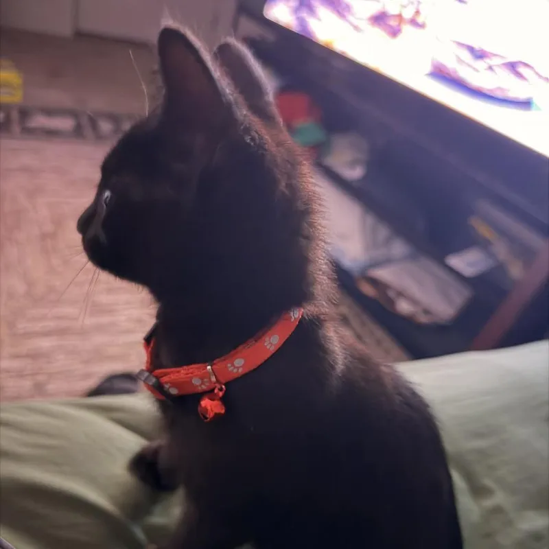 A baby small-sized male Black Domestic Short Hair cat named Persephone for adoption in Veneta, OR