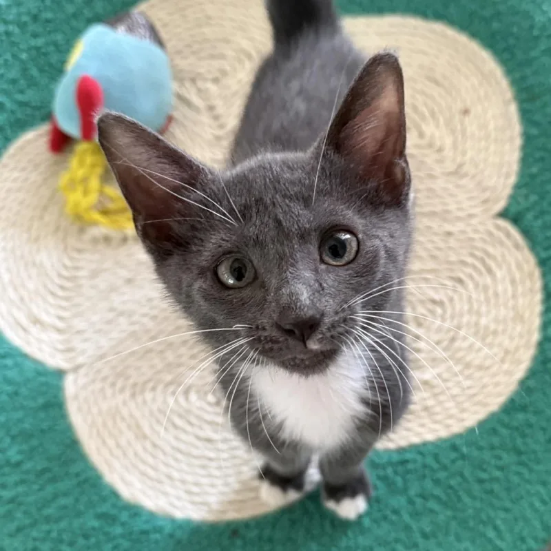 A baby small-sized male Gray / Blue / Silver Domestic Short Hair cat named Scallop for adoption in Naples, FL