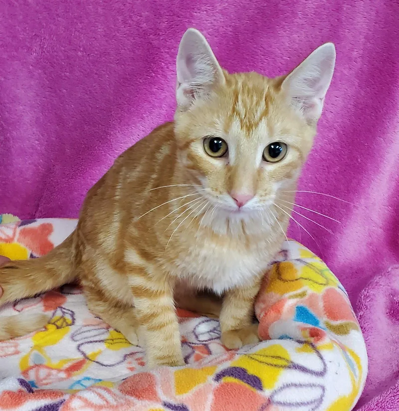 A baby large-sized male Orange / Red Domestic Short Hair cat named Astaire for adoption in Greenville, IL