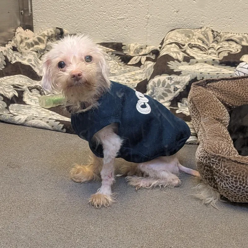 An adult small-sized female Mixed Breed dog named Alexandrite for adoption in Pittsburgh, PA