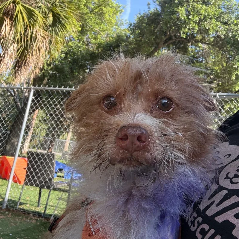 An adult small-sized male Brown / Chocolate Miniature Poodle dog named Beet Root for adoption in Port Richey, FL
