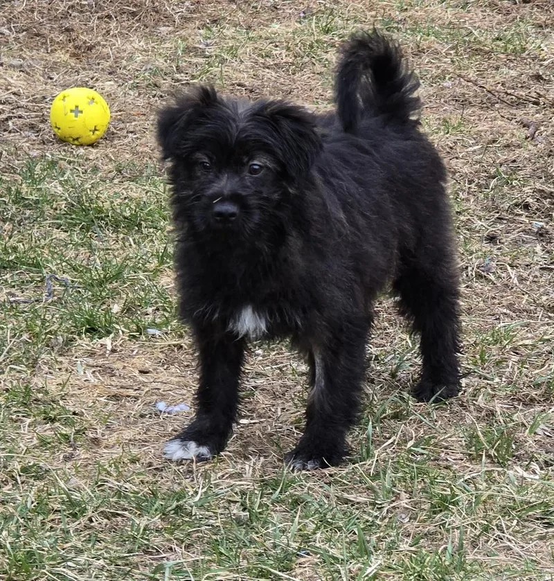 Isabella thumbnail 3