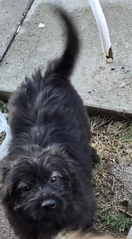 Isabella thumbnail 4