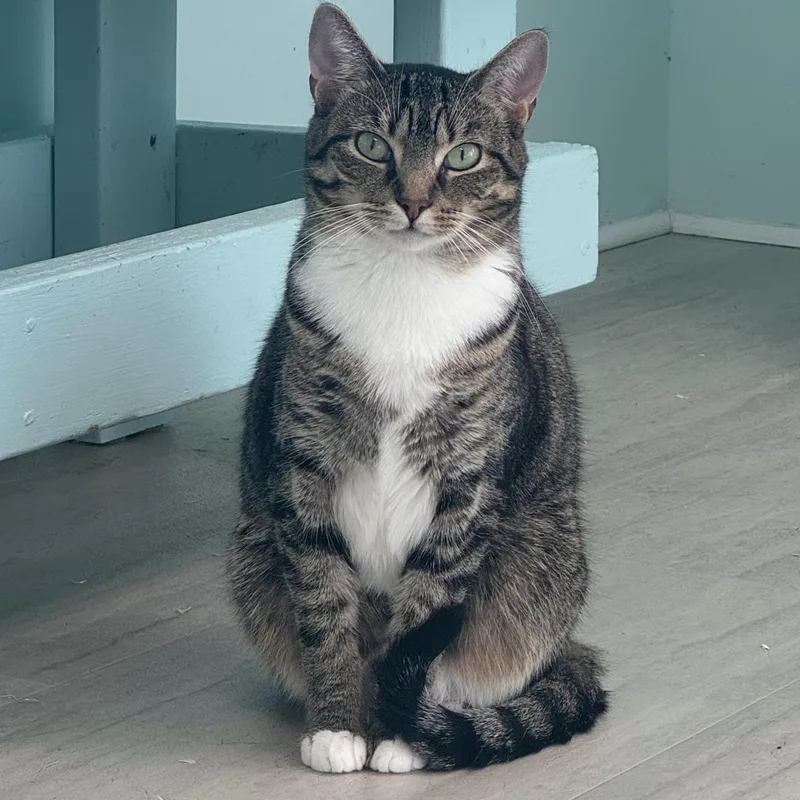 Penelope thumbnail 3