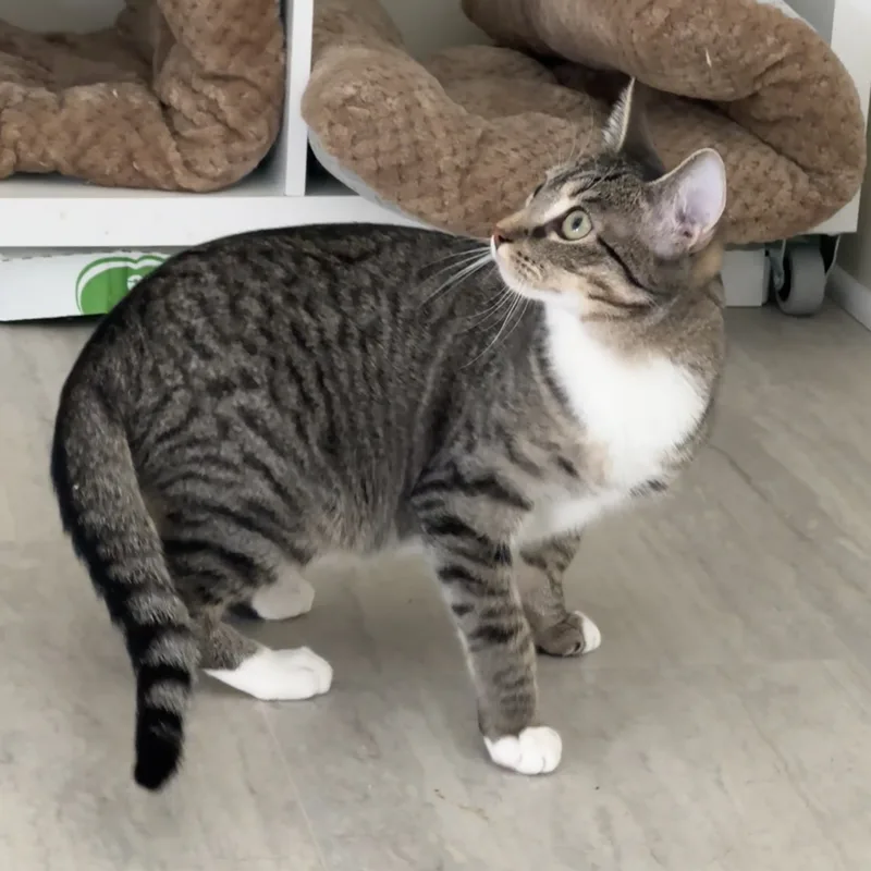 Penelope thumbnail 4