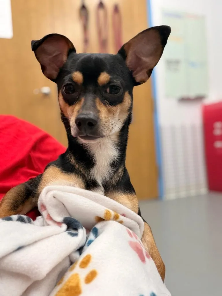A young medium-sized male Chihuahua dog named Archy for adoption in Hartsville, SC