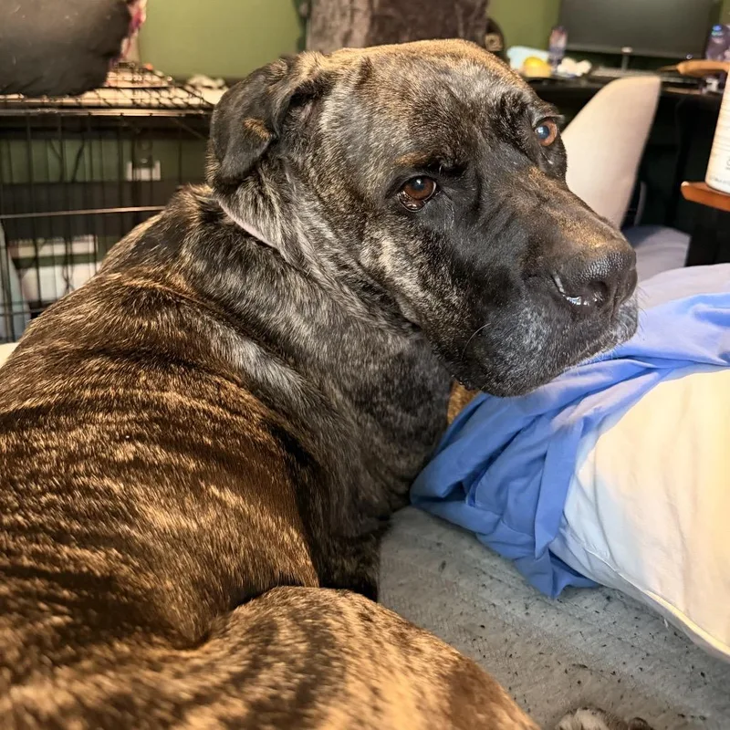 An adult large-sized female Presa Canario dog named Sabrina for adoption in manchester, PA