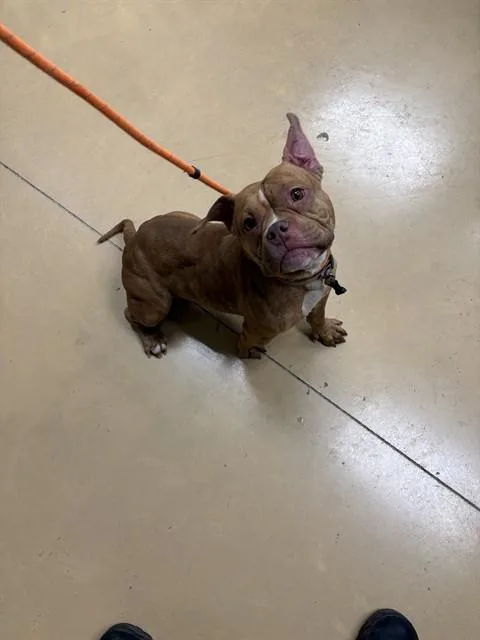 Bonbon