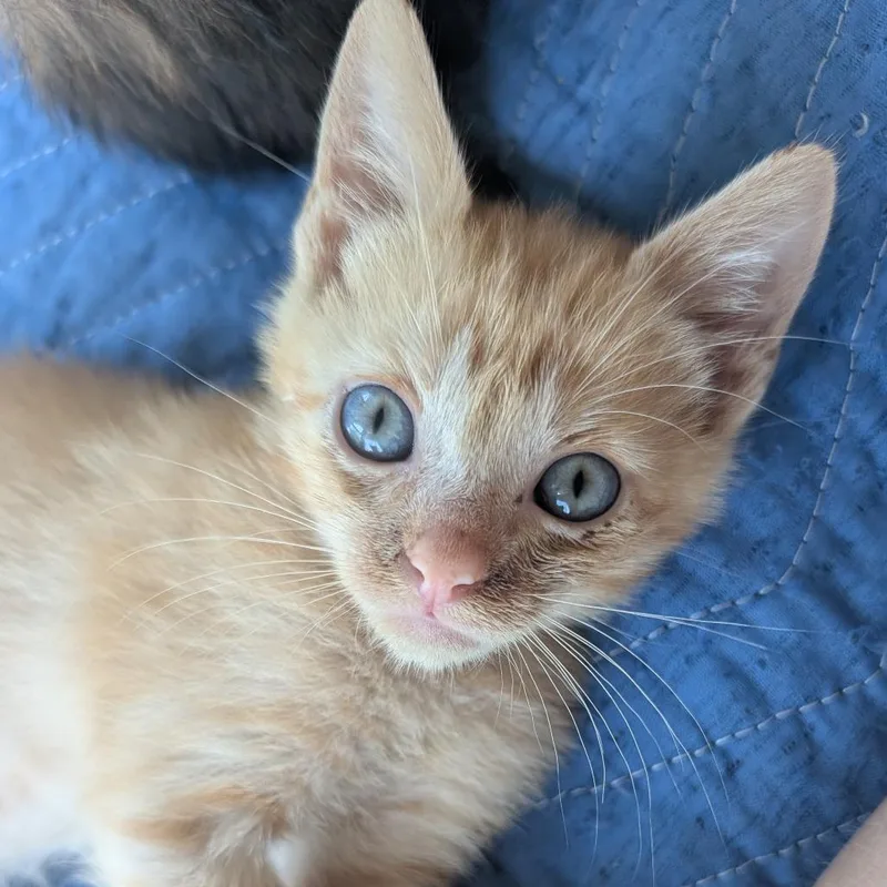 A baby small-sized male Orange / Red Domestic Short Hair cat named Monay Monay for adoption in Austin, TX