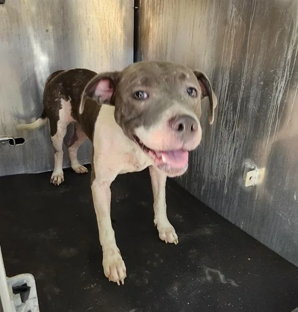 A young medium-sized female American Staffordshire Terrier dog named Sally for adoption in San Antonio, TX