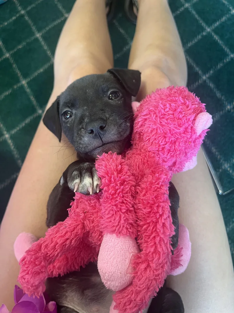 A young medium-sized female American Staffordshire Terrier dog named Opal for adoption in Canyon, TX