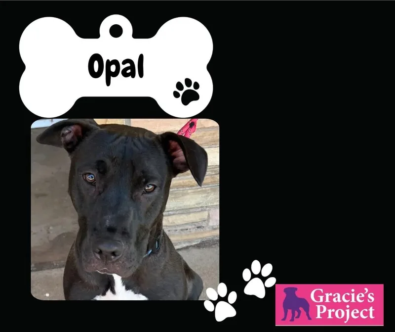 Opal thumbnail 2