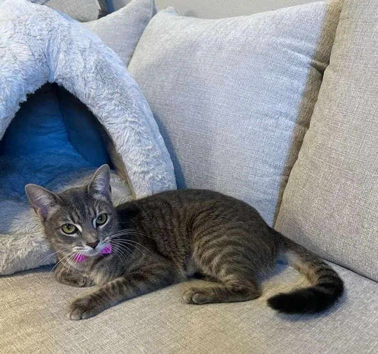 Bella Cuddlepillow thumbnail 2