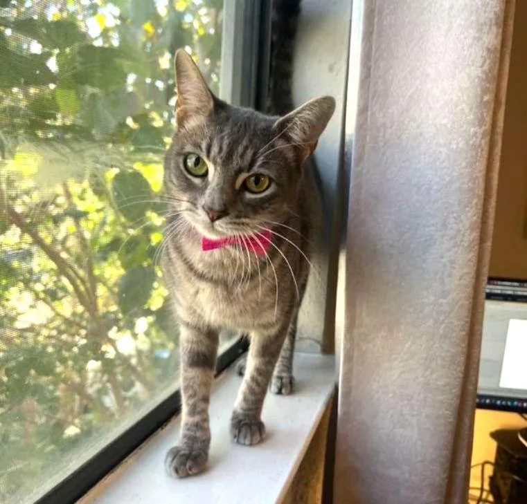 Bella Cuddlepillow thumbnail 3