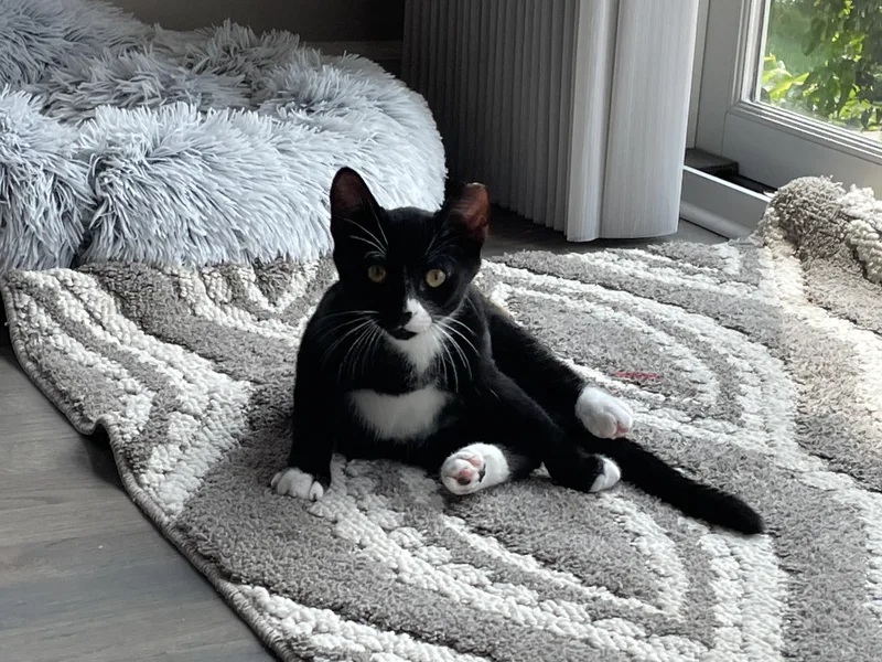 A young medium-sized male Black & White / Tuxedo Domestic Short Hair cat named Boots Jr for adoption in Grayslake, IL