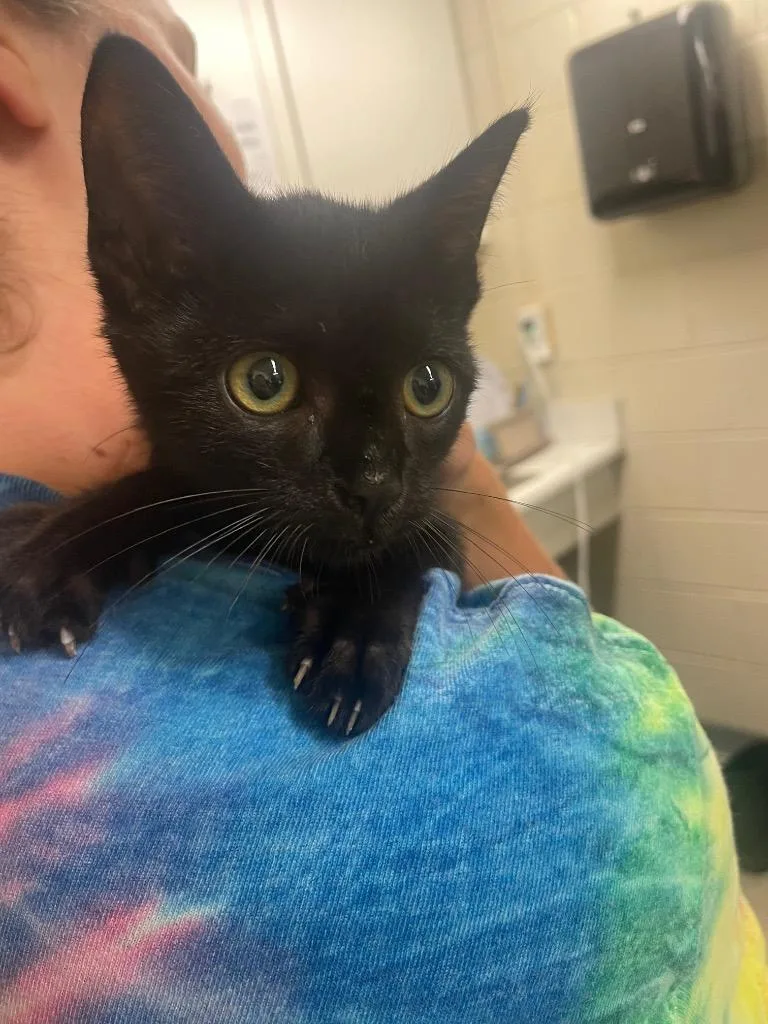 A baby medium-sized male Domestic Short Hair cat named Sprout for adoption in Mineral, VA