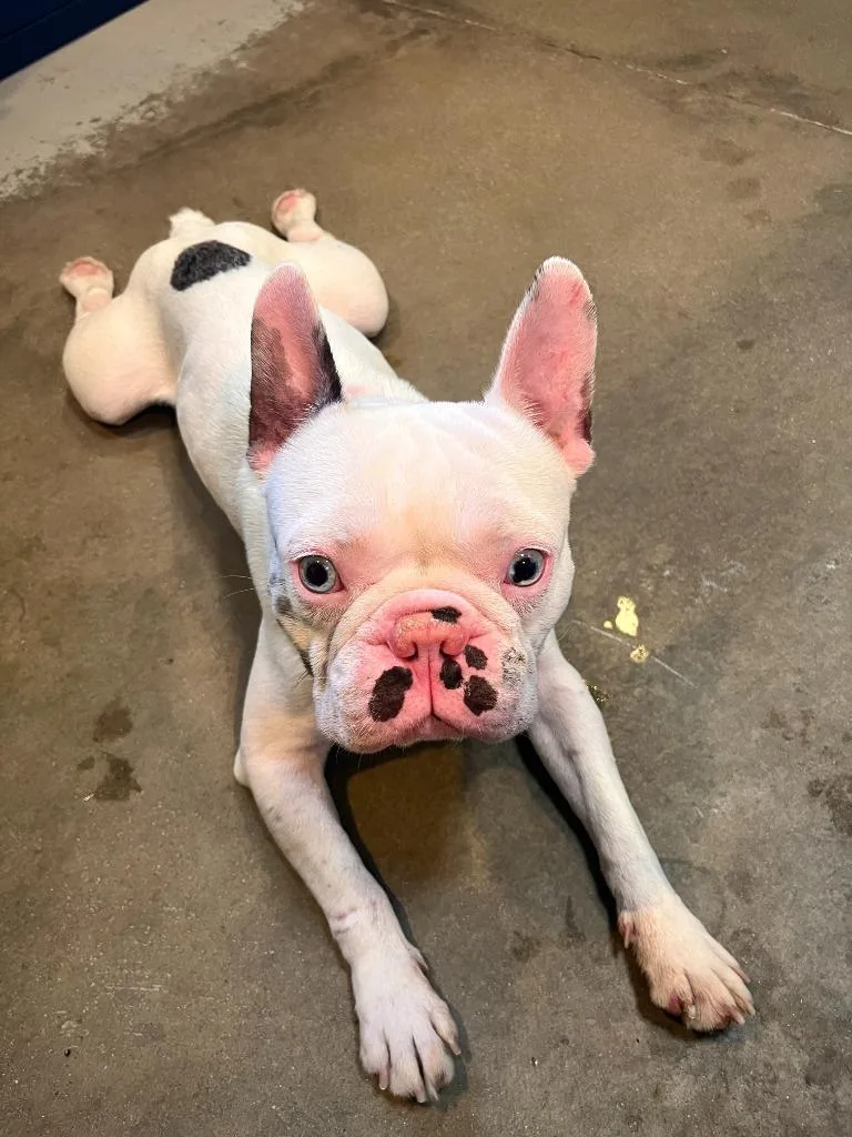 A young small-sized male French Bulldog dog named Ghost for adoption in Los Angeles, CA