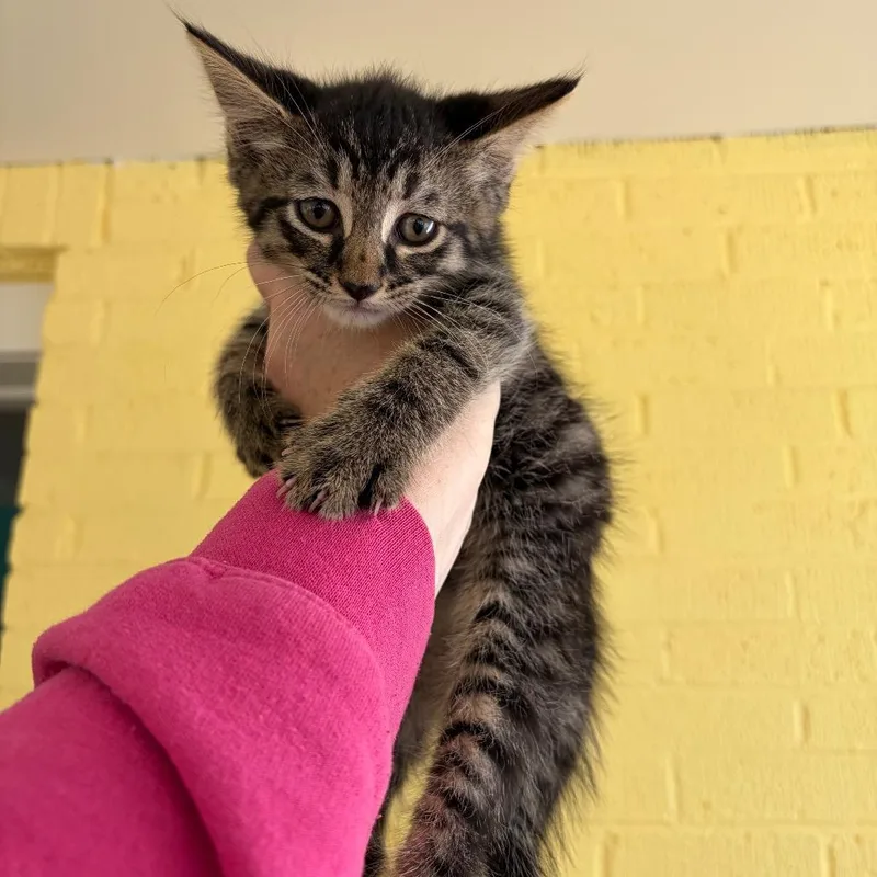 A baby small-sized male Black Domestic Medium Hair cat named Grand Theft Auto for adoption in Granville, OH