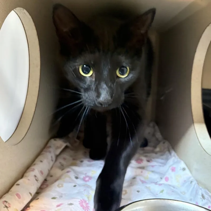 An adult large-sized male Black Domestic Short Hair cat named Korn for adoption in Louisville, KY