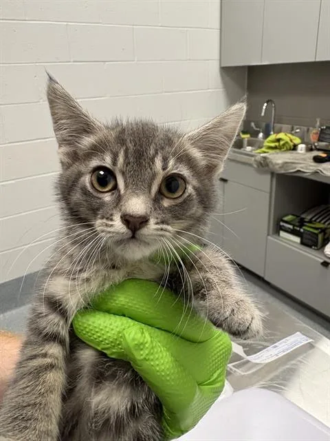 A baby small-sized female Domestic Short Hair cat named Winter Soldier for adoption in Indianapolis, IN