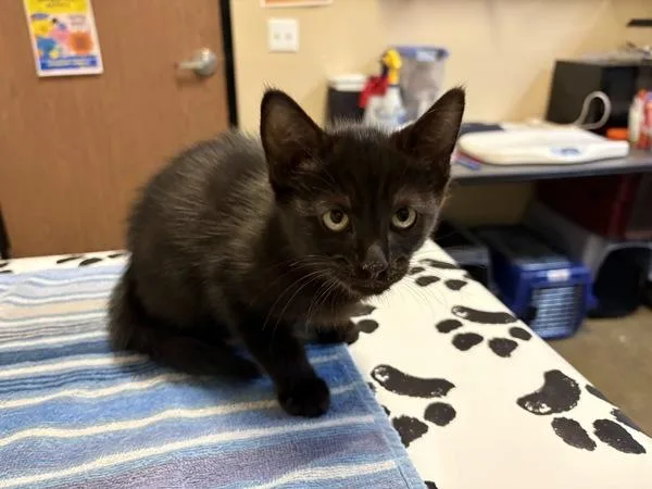 Onyx
