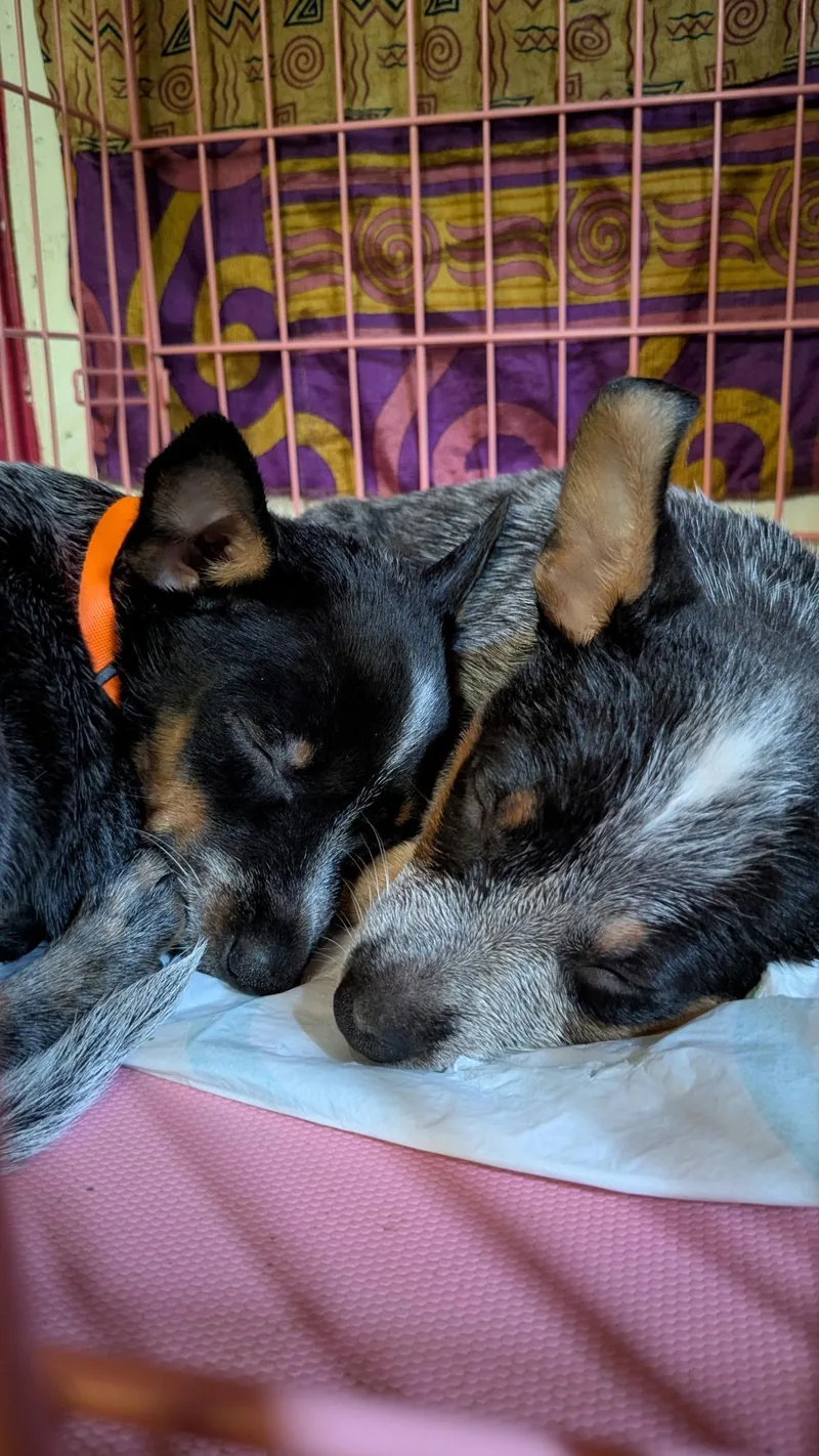 A baby medium-sized female Tricolor (Brown, Black, & White) Australian Cattle Dog / Blue Heeler dog named Lily for adoption in Richmond, VA