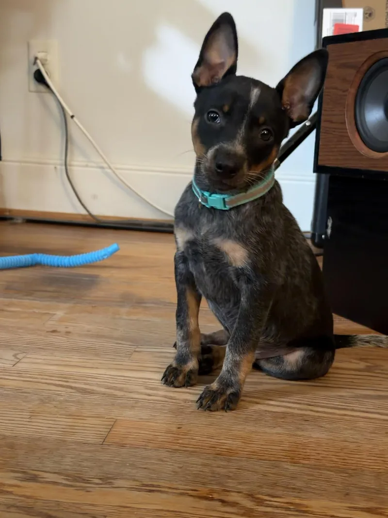 Lily thumbnail 3