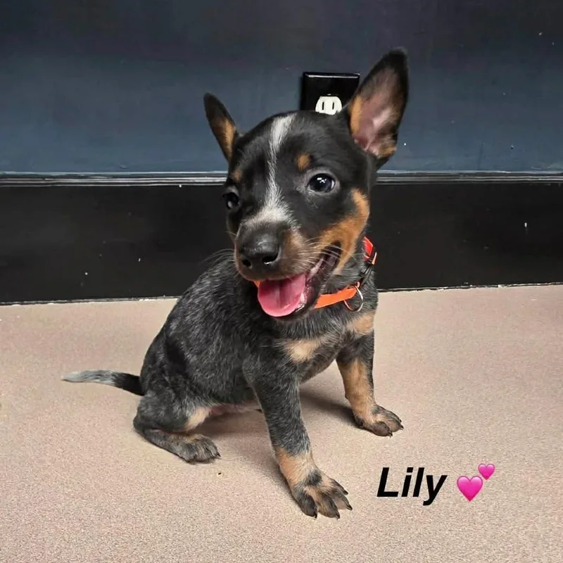 Lily thumbnail 5