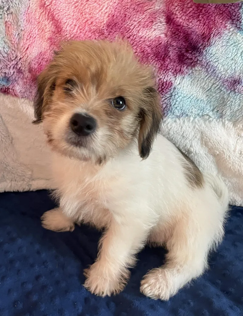 Otis