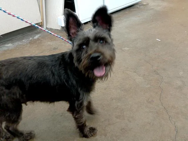 An adult small-sized female Mixed Breed dog named Clementine for adoption in Dallas, TX