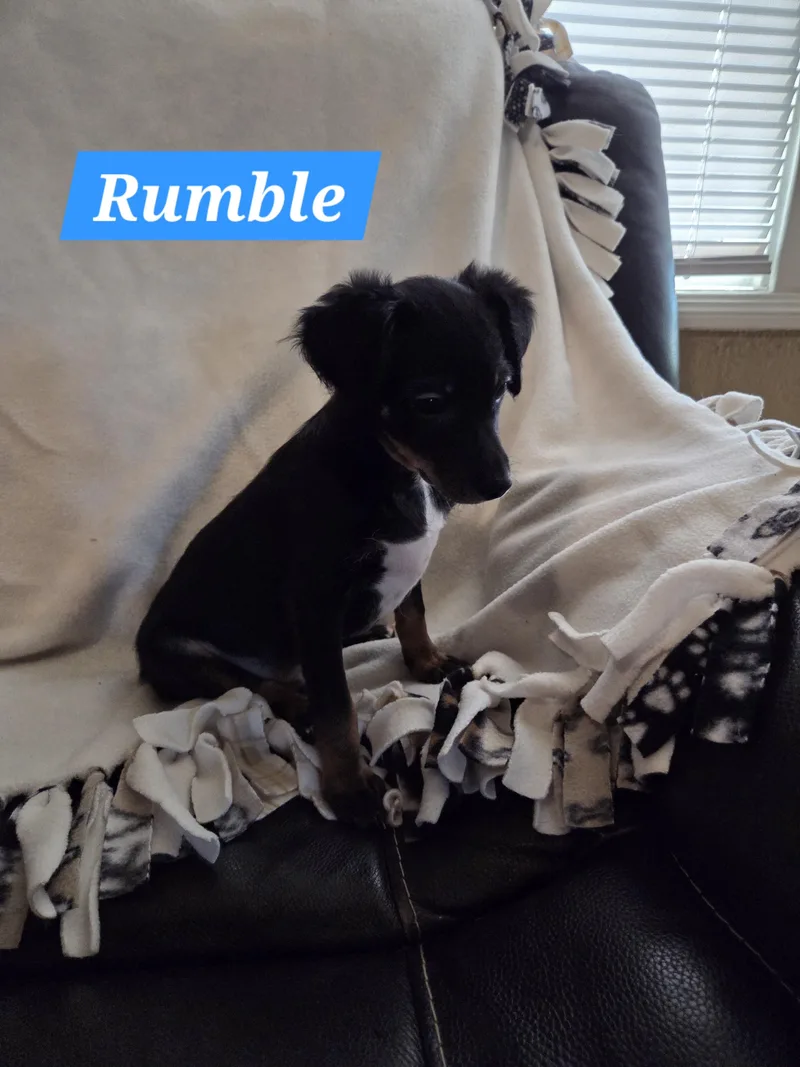 Rumble thumbnail 2