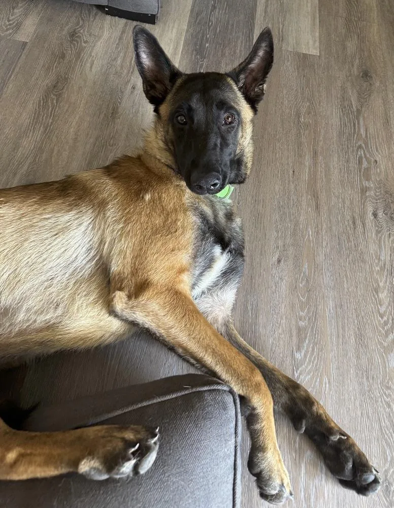 An adult large-sized female Belgian Shepherd / Malinois dog named Porsche for adoption in Walnut Creek, CA