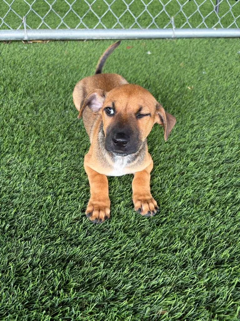 A baby small-sized male Mixed Breed dog named Garett for adoption in Brooklyn, NY