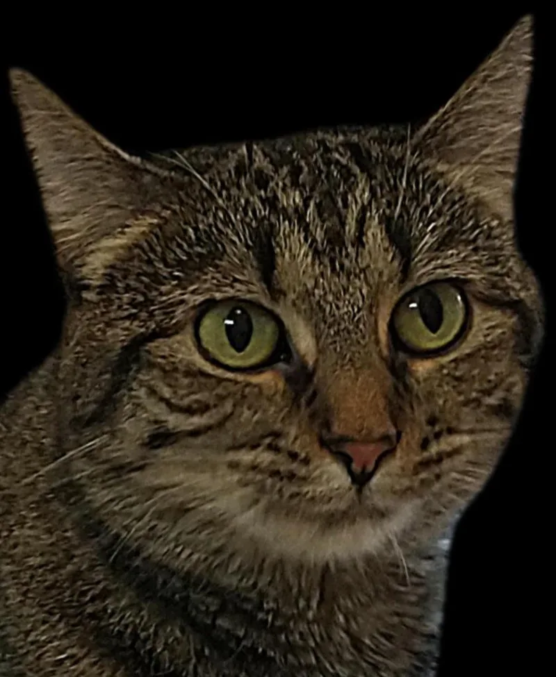 An adult medium-sized female Domestic Short Hair cat named Maggie Rose for adoption in Ballwin, MO