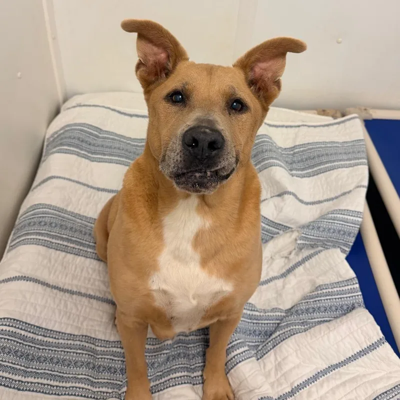 An adult large-sized male Yellow / Tan / Blond / Fawn Mixed Breed dog named Linus for adoption in Rocky Mount, VA