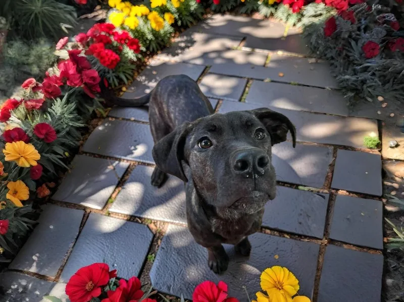 Pennywise thumbnail 2