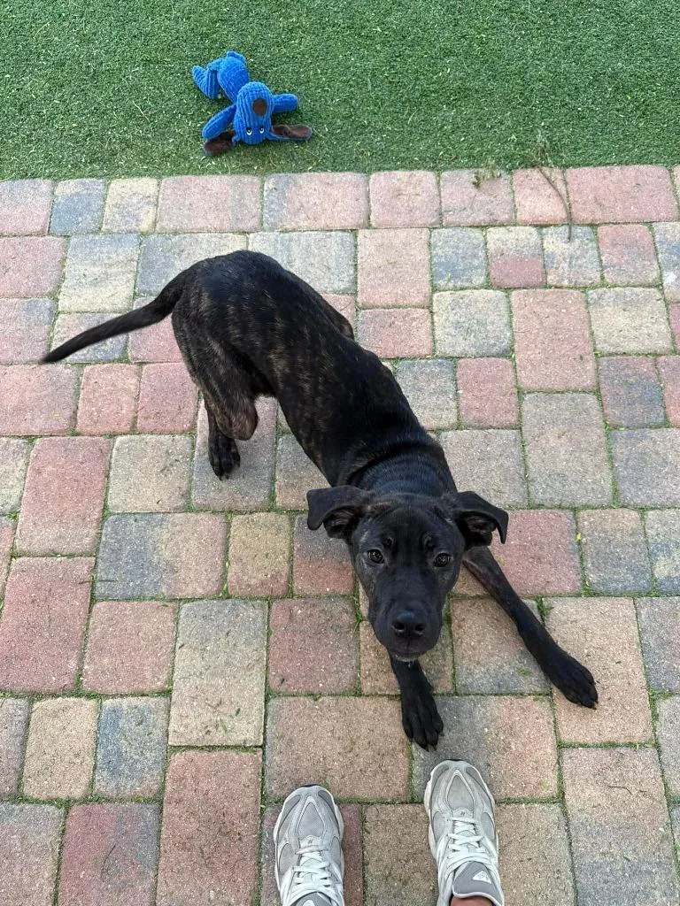 Pennywise thumbnail 3