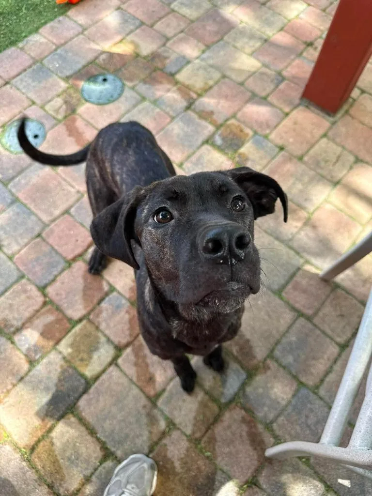 Pennywise thumbnail 4