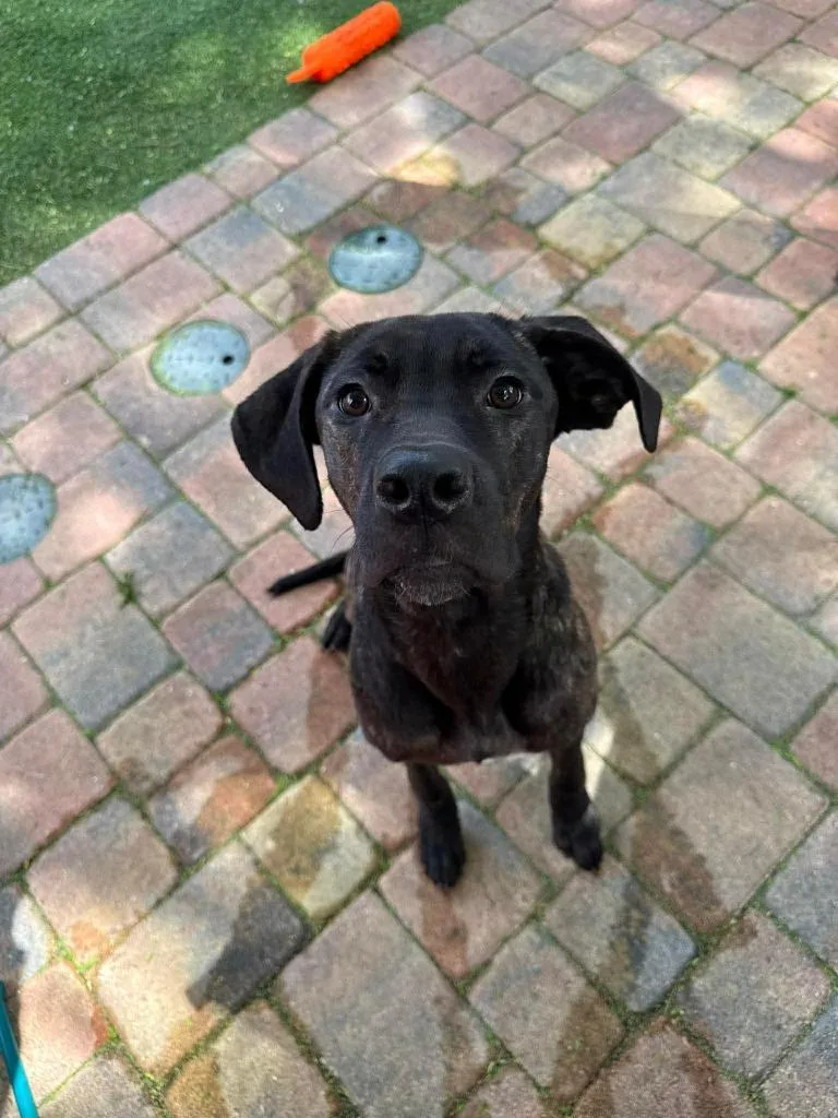 Pennywise thumbnail 6