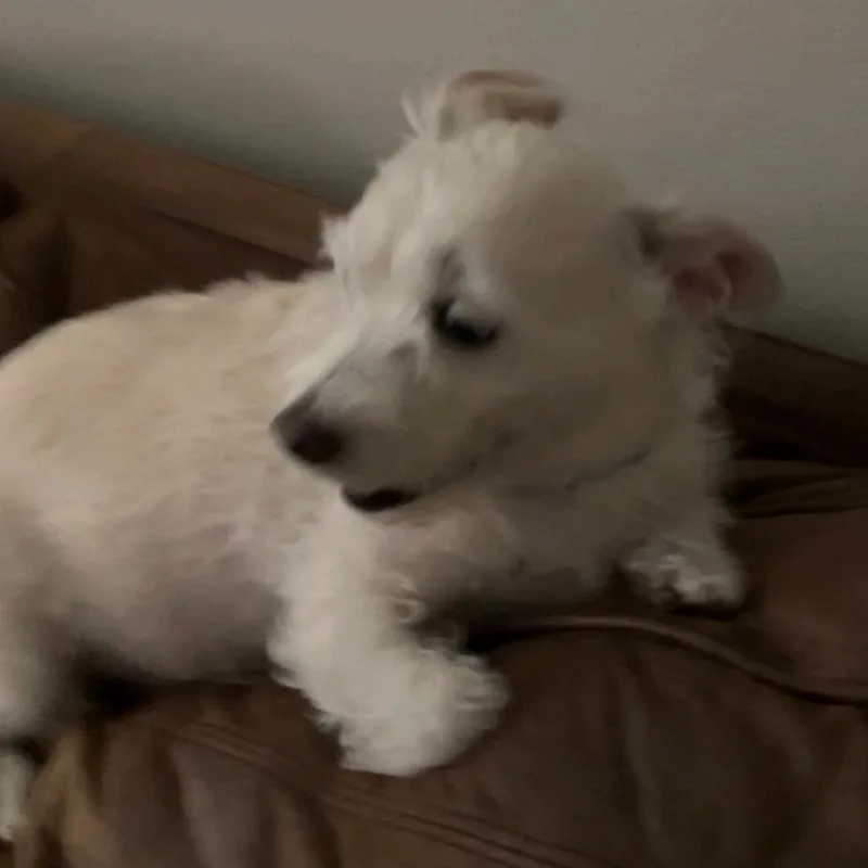 A senior small-sized female White / Cream Terrier dog named Sophie Mae D for adoption in Minneapolis, MN