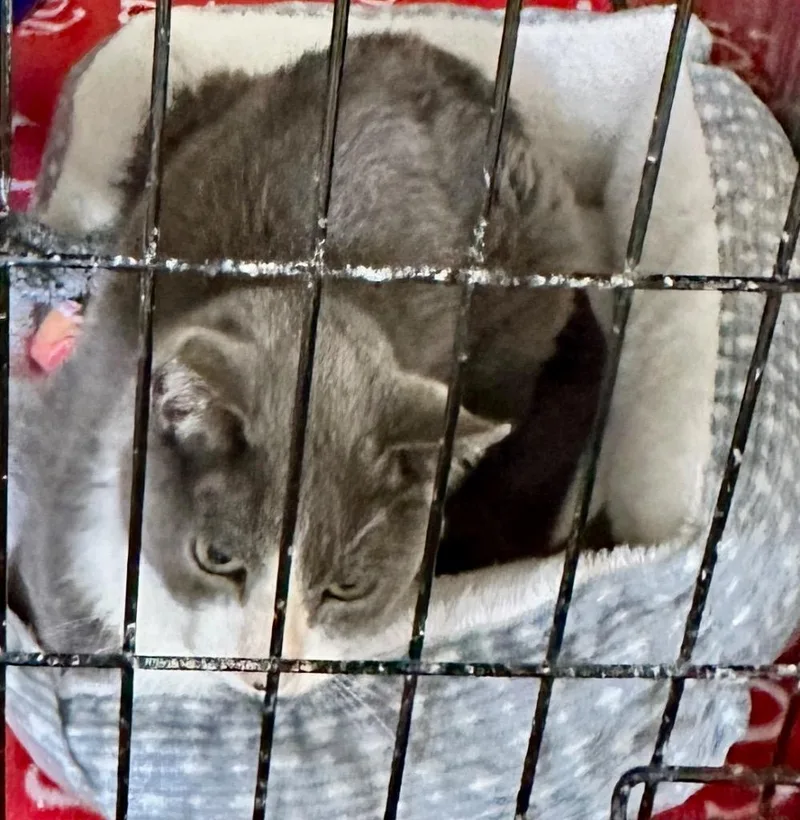 An adult medium-sized male Domestic Short Hair cat named Milton for adoption in Rice Lake, WI