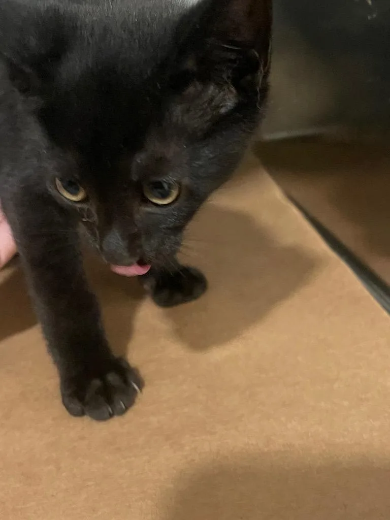 A baby small-sized male Domestic Short Hair cat named Yelp for adoption in Cartersville , GA