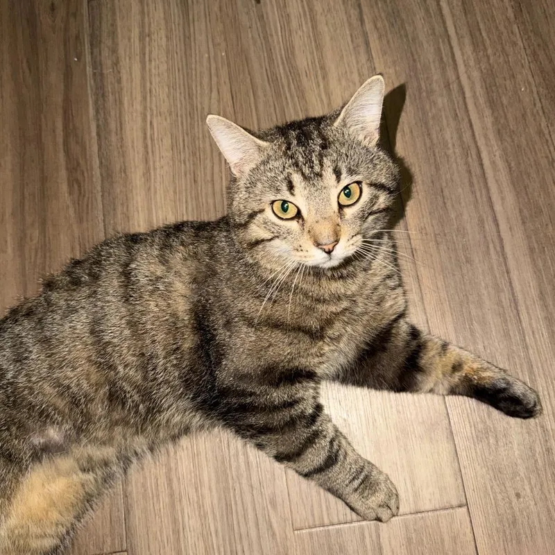 A young small-sized male Brown / Chocolate Domestic Short Hair cat named Squirt for adoption in Monroe, MI