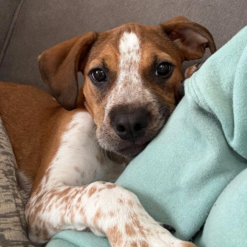 A baby medium-sized female Hound dog named Meadow for adoption in Holbrook, NY