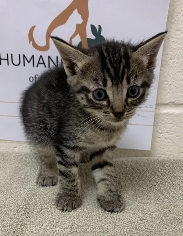 A baby small-sized female Domestic Short Hair cat named Linda for adoption in Santa Rosa, CA